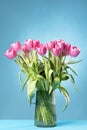 pink flowers tulips in a vase on a blue background Royalty Free Stock Photo