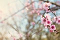 pink flowers on a twig of a flowering tree spring background Royalty Free Stock Photo