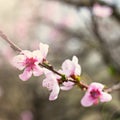 pink flowers on a twig of a flowering tree spring background Royalty Free Stock Photo