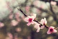 pink flowers on a twig of a flowering tree spring background Royalty Free Stock Photo