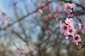 pink flowers on a twig of a flowering tree spring background Royalty Free Stock Photo