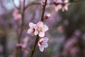 pink flowers on a twig of a flowering tree spring background Royalty Free Stock Photo