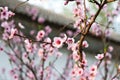 Pink flowers on a twig of a flowering tree spring background Royalty Free Stock Photo