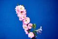 Pink flowers on a twig of tonsil bush