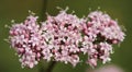 Pink flowers of valerian (Valeriana officinalis) plant