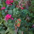 Pink flowers of Verbenaceae family, selective focus