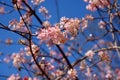 Pink flowers of viburnum bodnantense or winter snowball against blue sky, bodnant viburnum in bloom in march