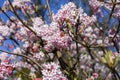 the pink flowers of a viburnum tree Royalty Free Stock Photo