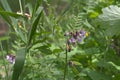 Pink flowers of Vicia sepium and whiskered ant on a withered bud