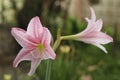 Pink star lily flowers or Wan See Tit