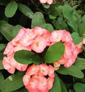 Pink flowers. Water Drop on the flowers Royalty Free Stock Photo