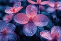 Pink flowers with water droplets natural floral macro background wallpaper