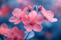 Pink flowers with water droplets natural floral macro background wallpaper Royalty Free Stock Photo