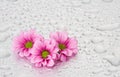 Pink flowers with water drops Royalty Free Stock Photo