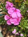 pink flowers water drops beautiful Royalty Free Stock Photo