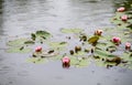 Pink flowers of water lilies blooming in a pond on a rainy day, as a nature background Royalty Free Stock Photo