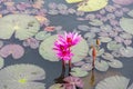 Pink flowers water lilies in a small pond. Angkor wat. Cambodia. Royalty Free Stock Photo