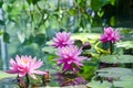 Pink flowers of the water lily, Nimphaea