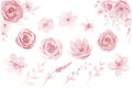Pink Flowers Watercolor Roses. Watercolour Pink Floral leaves isolated illustration on white background. Royalty Free Stock Photo