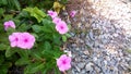 Pink flowers watercress