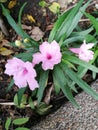 Pink flowers, waterkanon, closeup