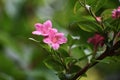 Pink flowers of Weigela florida, in the garden. Royalty Free Stock Photo