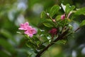 Pink flowers of Weigela florida, in the garden. Royalty Free Stock Photo