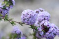 Pink flowers of Western Australian native Plumed Feather Flower, Verticordia plumosa, family Myrtaceae Royalty Free Stock Photo