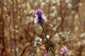 Pink flowers of Western Ghat India