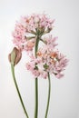 Pink flowers on a white background. Flat lay, top view.