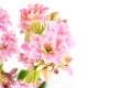 Pink flowers on white background, Kalanchoe blossfeldiana Royalty Free Stock Photo