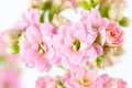 Pink flowers on white background, Kalanchoe blossfeldiana