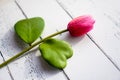 Pink flowers on a white background in spring