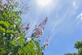 Pink flowers and white cloud and blue sky background Royalty Free Stock Photo