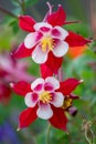 Pink flowers with white petals in full blow in spring show tenderness and beauty of nature in gardens and parks for garden lovers Royalty Free Stock Photo