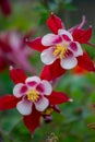 Pink flowers with white petals in full blow in spring show tenderness and beauty of nature in gardens and parks for garden lovers Royalty Free Stock Photo