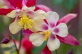 Pink flowers with white petals in full blow in spring show tenderness and beauty of nature in gardens and parks for garden lovers Royalty Free Stock Photo