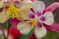 Pink flowers with white petals in full blow in spring show tenderness and beauty of nature in gardens and parks for garden lovers Royalty Free Stock Photo