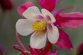 Pink flowers with white petals in full blow in spring show tenderness and beauty of nature in gardens and parks for garden lovers Royalty Free Stock Photo