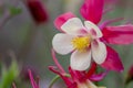 Pink flowers with white petals in full blow in spring show tenderness and beauty of nature in gardens and parks for garden lovers Royalty Free Stock Photo