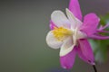 Pink flowers with white petals in full blow in spring show tenderness and beauty of nature in gardens and parks for garden lovers Royalty Free Stock Photo