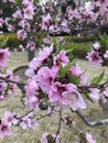 A Tree of Flirting with Flamenco