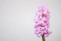 Pink flowers with white touches of a Hyacinth plant Hyacinthus