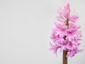 Pink flowers with white touches of a Hyacinth plant Hyacinthus