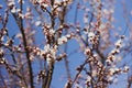 Pink flowers of Wild apricot tree. Spring background with cherry plum tree blossom. Gardening. Royalty Free Stock Photo