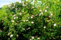 Wild growing roses with pink flowers
