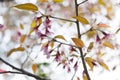 Pink flowers of Wild Himalayan Cherry tree Royalty Free Stock Photo