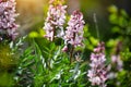 Pink flowers of wild plant Diptam Dictamnus albus or Burning Bush, or Fraxinella, or Dittany. Endangered rarity plant