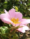 Pink flowers of wild rose. Green leaves in the sun. Royalty Free Stock Photo