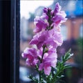 Pink flowers, window in the background. Flowering flowers, a symbol of spring, new life Royalty Free Stock Photo